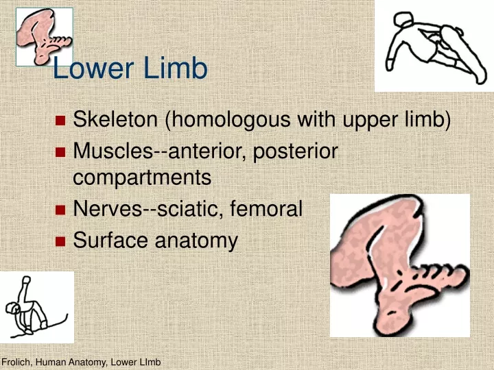 lower limb