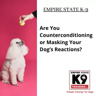 Are You Counterconditioning or Masking Your Dog’s Reactions?