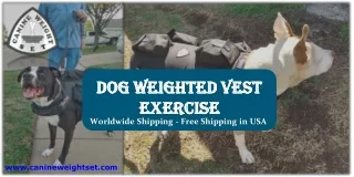 Dog Weighted Vest Exercise