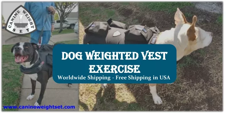 dog weighted vest exercise