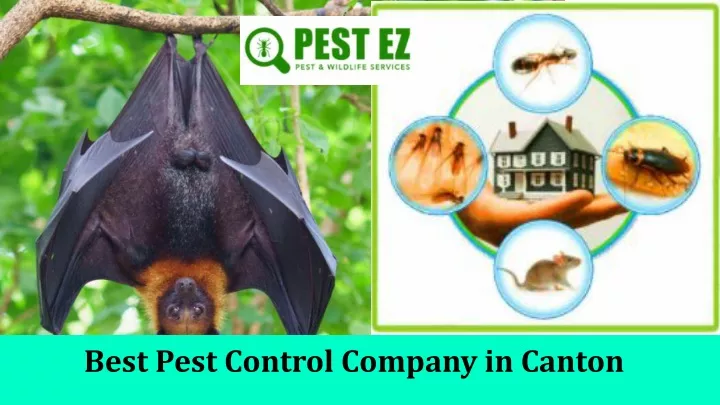 best pest control company in canton