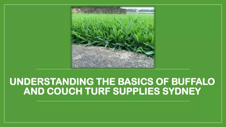 understanding the basics of buffalo and couch turf supplies sydney