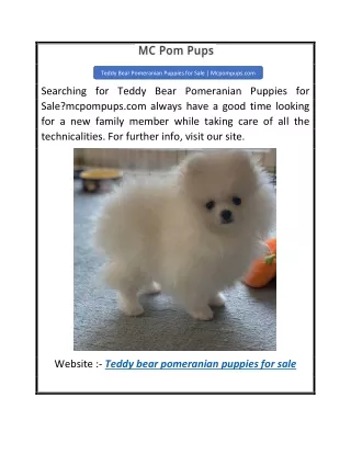 Teddy Bear Pomeranian Puppies for Sale  Mcpompups.com