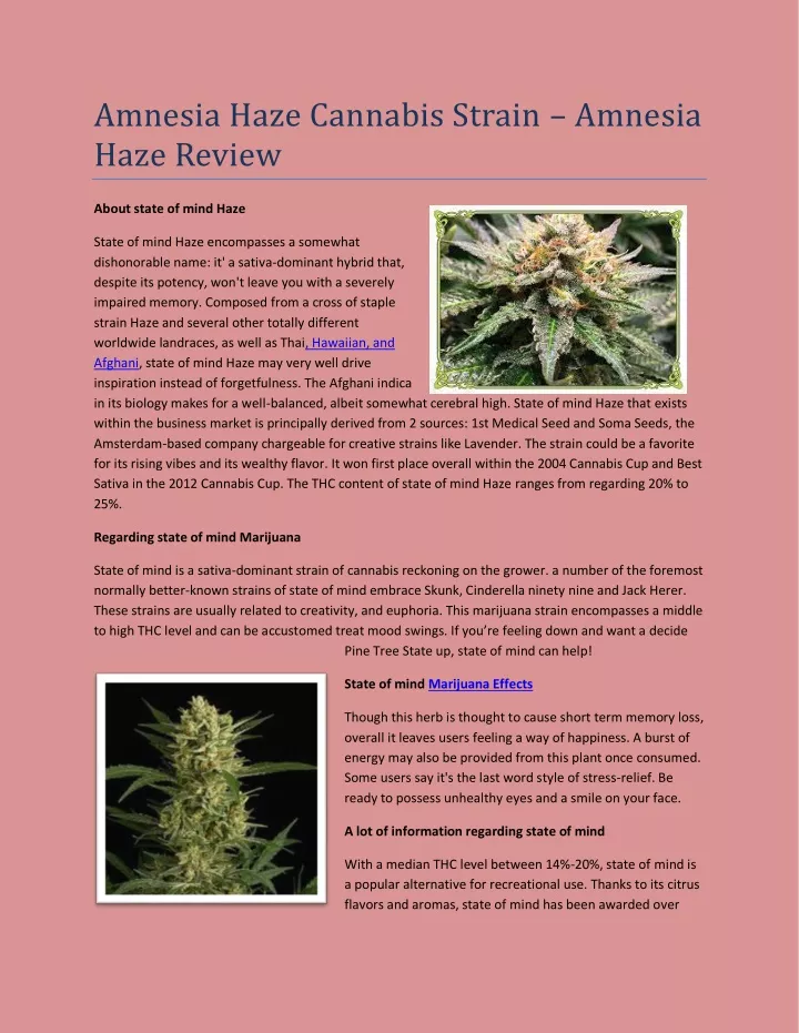 amnesia haze cannabis strain amnesia haze review
