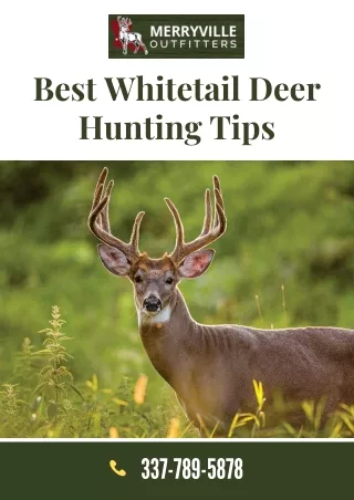 Best Whitetail Deer Hunting Tips