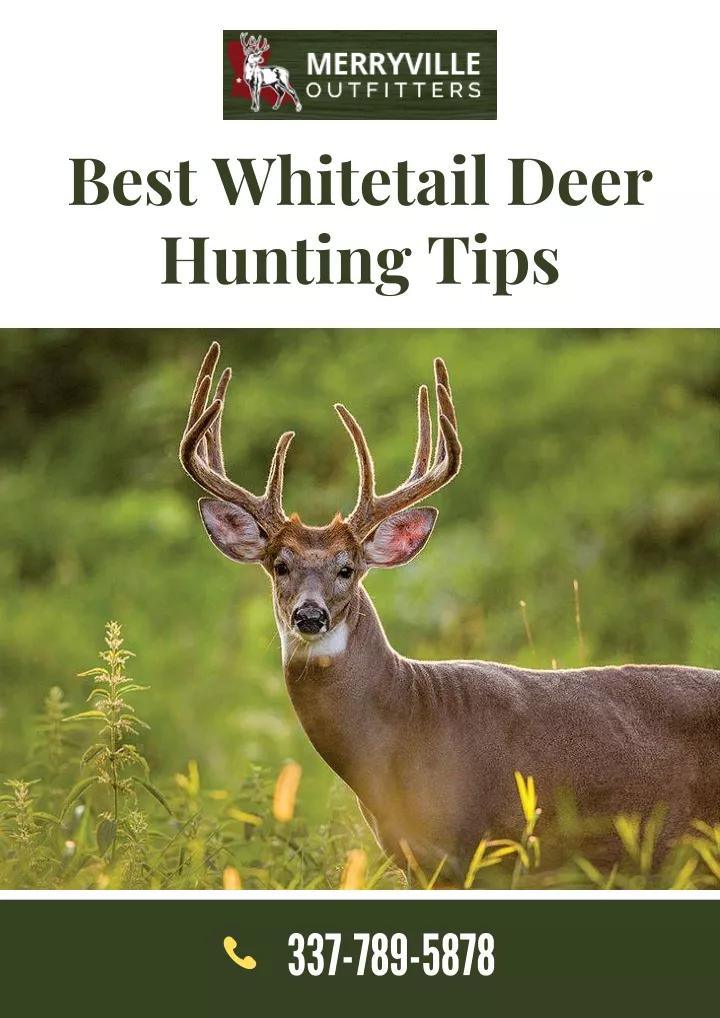 best whitetail deer hunting tips
