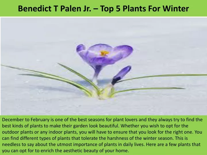 benedict t palen jr top 5 plants for winter