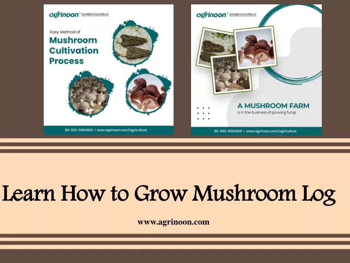 learn how to grow mushroom log