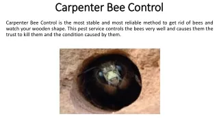 carpenter bee control