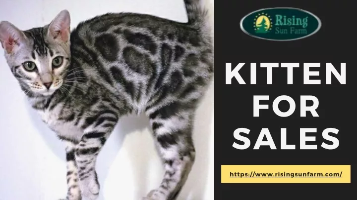 kitten for sales