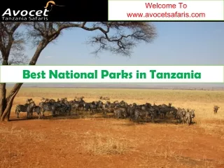 welcome to www avocetsafaris com