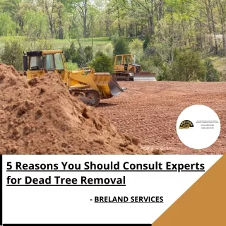 5 Reasons You Should Consult Experts for Dead Tree Removal