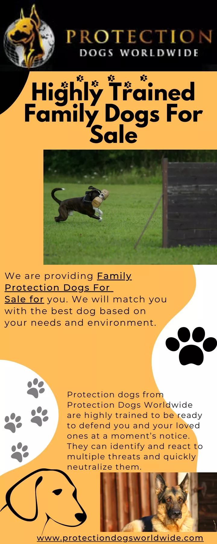 highly trained family dogs for sale