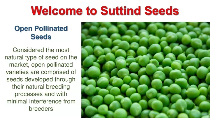 welcome to suttind seeds