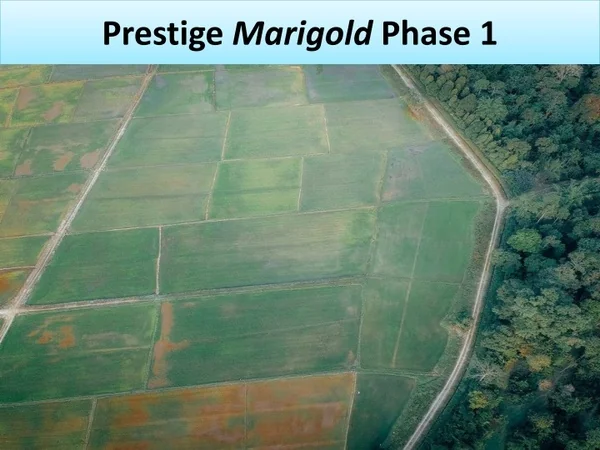 Prestige Marigold Phase 1 Bangalore