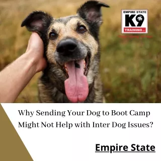 Why Sending Your Dog to Boot Camp Might Not Help with Inter Dog Issues
