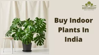 Buy Indoor Plants In India