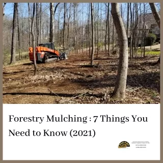 Forestry Mulching  7 Things You Need to Know (2021)
