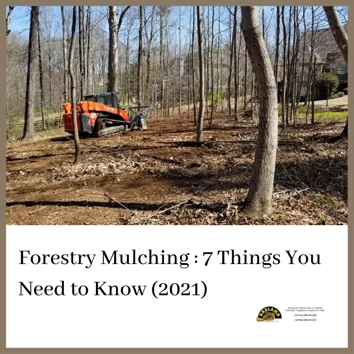 forestry mulching 7 things you need to know 2021