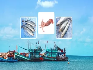 Canned Fish Supplier