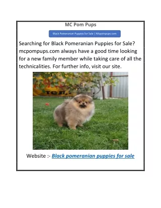 Black Pomeranian Puppies for Sale  Mcpompups.com