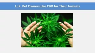 u k pet owners use cbd for their animals