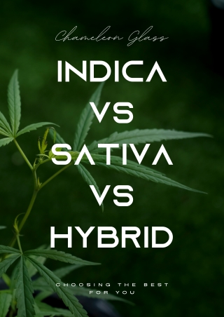 Indica vs Sativa vs Hybrid: Choosing the best for you