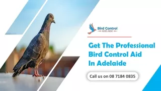 Get The Professional Bird Control Aid In Adelaide | Residential Bird Control