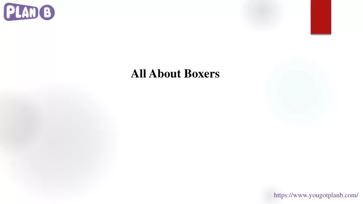 all about boxers