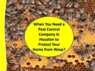 When You Need a Pest Control Company in Houston to Protect Your Home from Wasp