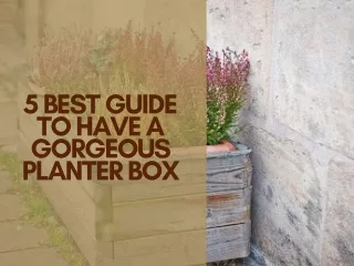 5 Best Guide to Have a Gorgeous Planter Box