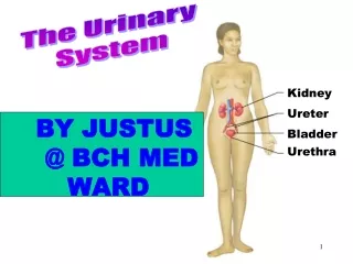URINARY TRACT SYSTEM_