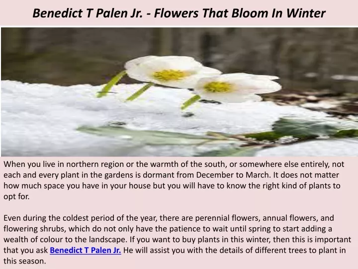 benedict t palen jr flowers that bloom in winter