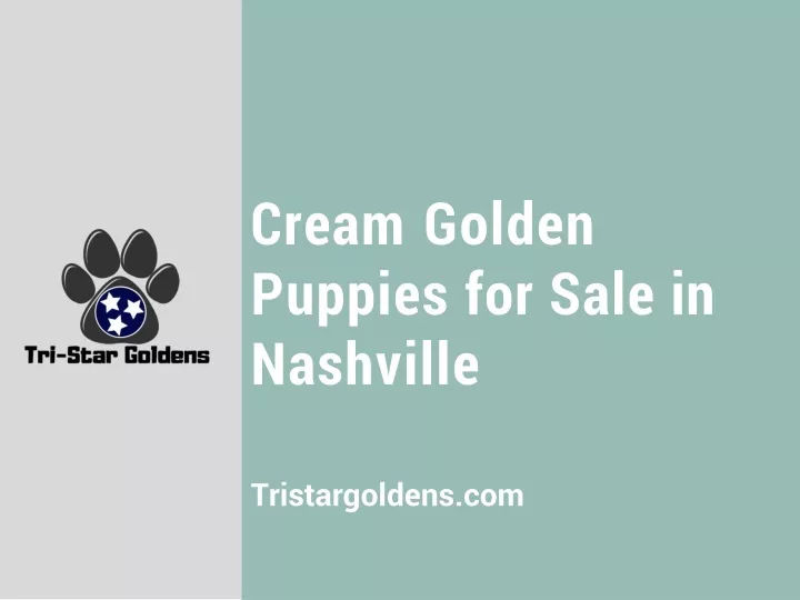 cream golden puppies for sale in nashville
