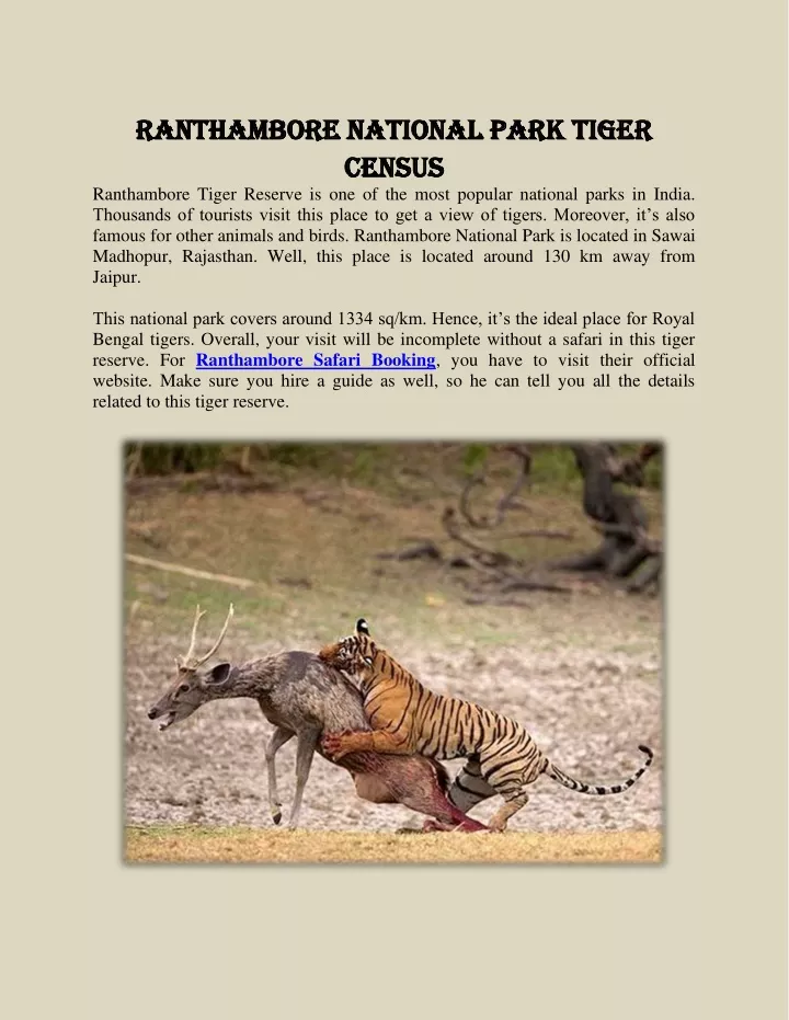 ranthambore national park tiger ranthambore