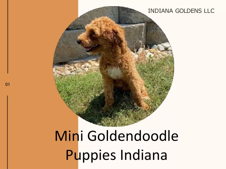 indiana goldens llc