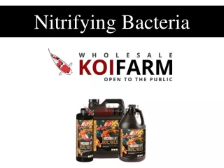 Nitrifying Bacteria