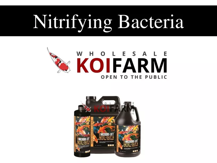 nitrifying bacteria