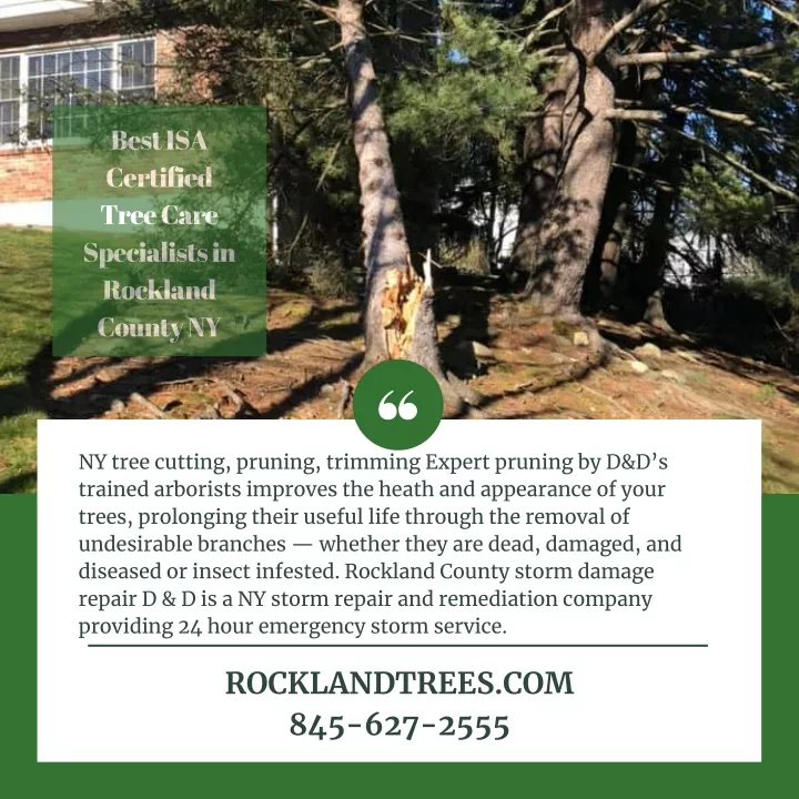 best isa certified tree care specialists