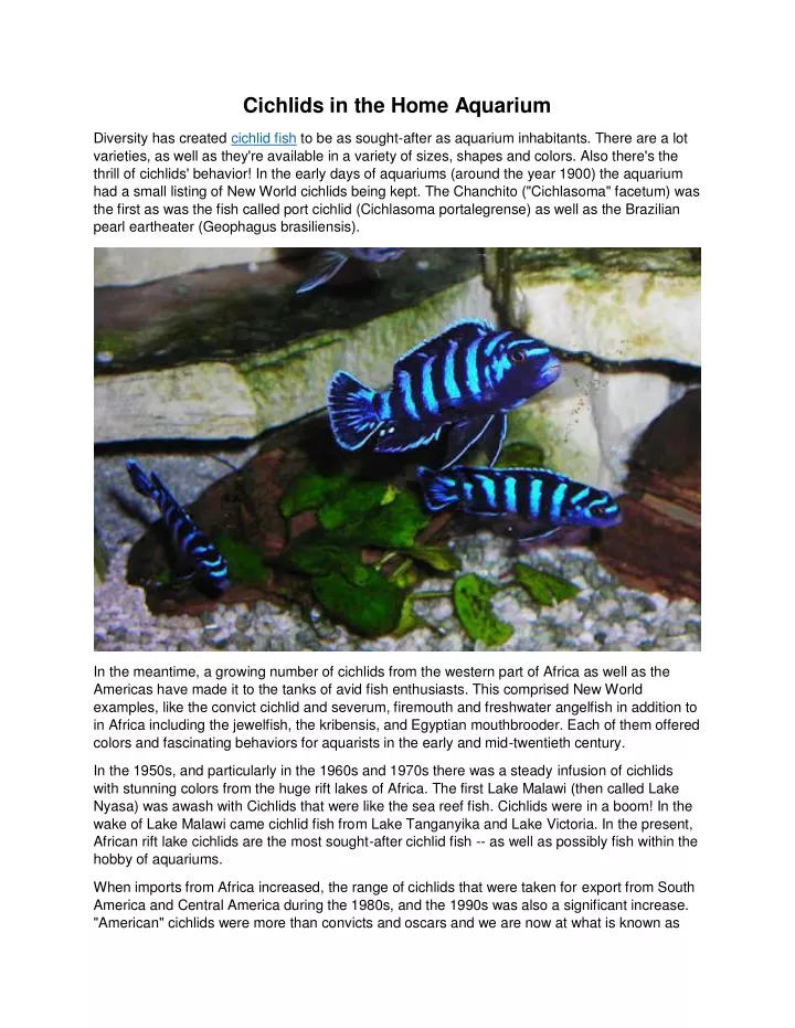 cichlids in the home aquarium