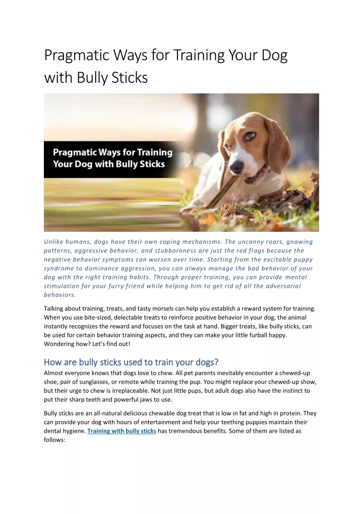pragmatic ways for training your dog with bully
