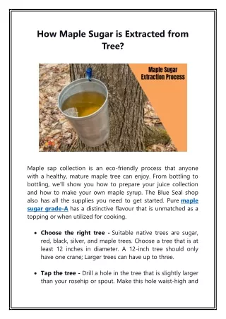 How Maple Sugar is Extracted from Tree  PDF