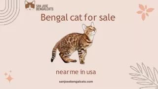 bengal cat for sale near me in usa