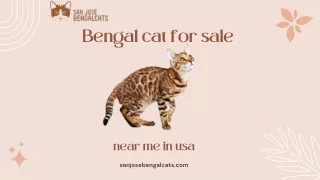 Bengal cat for sale near me in usa