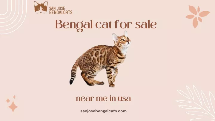 bengal cat for sale