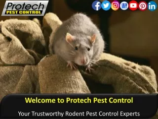 Protech Pest Control - Your Trustworthy Rodent Pest Control Experts