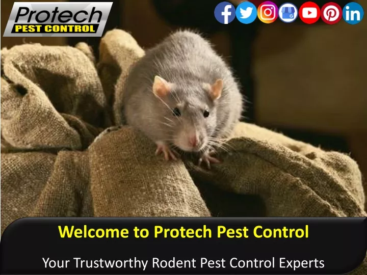 welcome to protech pest control your trustworthy
