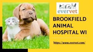 Brookfield’s Best Animal Hospital in WI
