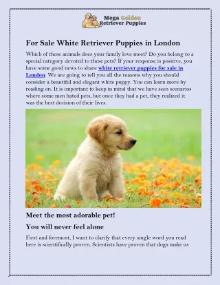 Are you Looking for Cute White Retriever Puppies in London