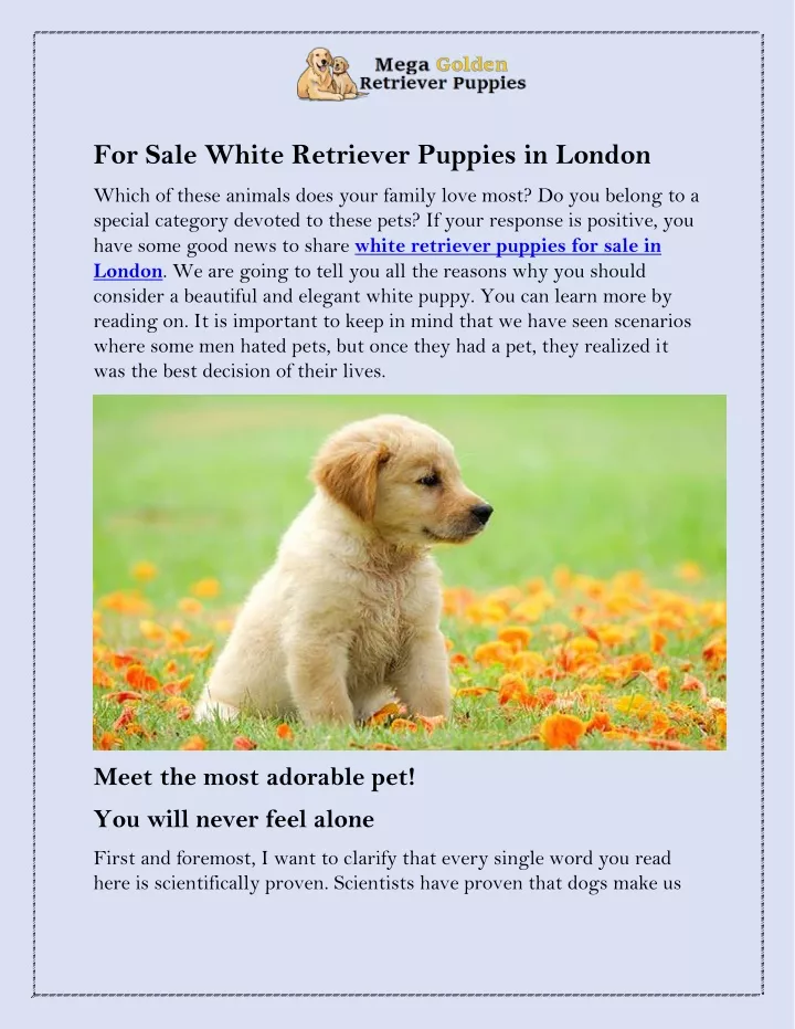 for sale white retriever puppies in london